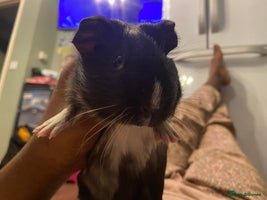 Guinea Pig rodents - Advert 2