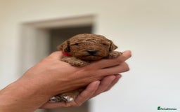Cockapoo dogs for sale: Fox red cockapoo's - Image 8