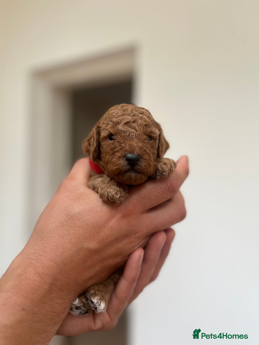 Cockapoo dogs for sale: Fox red cockapoo's - Image 8