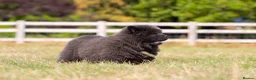 Chow Chow dogs for sale: Stunning smooth and fluffy ChowChow puppies  - Advert 14