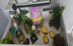 Hermann Tortoise reptiles for sale: Tortoise table full set up - Image 6