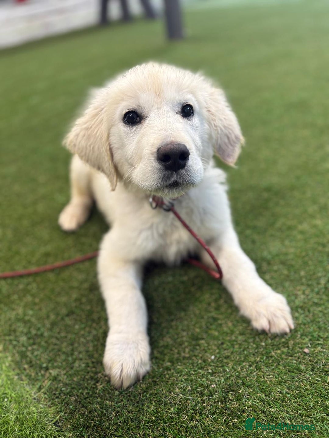 Golden Retriever dogs for sale: Fully Trained Golden Retriever for sale  - Advert 5