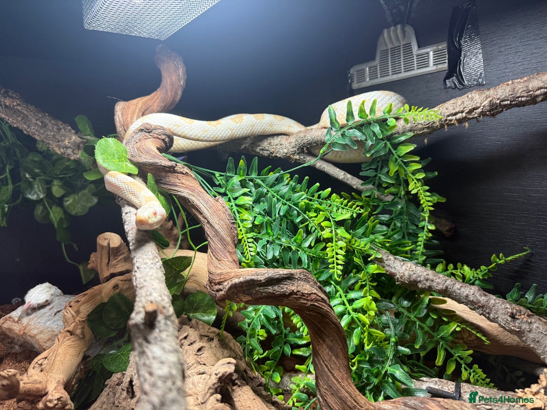 Corn Snake reptiles for sale: Snow Corn snake  - Advert 3