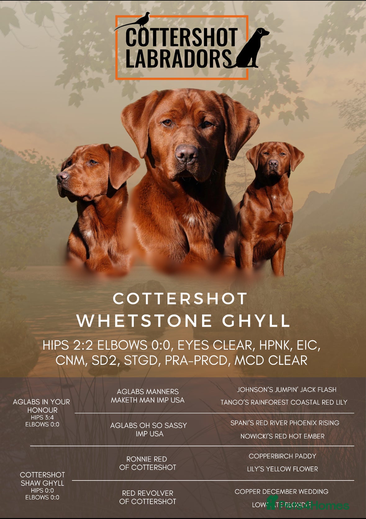 Labrador Retriever dogs for stud: PROVEN DARK RED FULLY HEALTH TESTED LABRADOR STUD - Advert 2