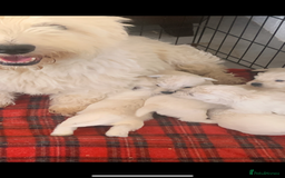 West Highland Terrier dogs for sale: Kc Westie pups  - Image 1