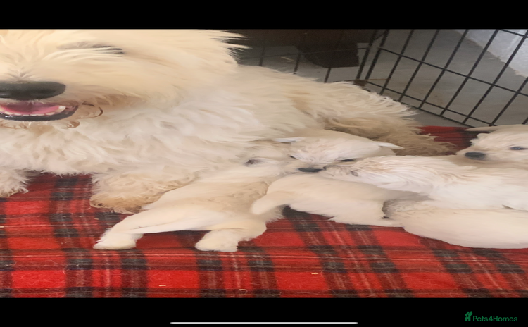 West Highland Terrier dogs - Advert 5
