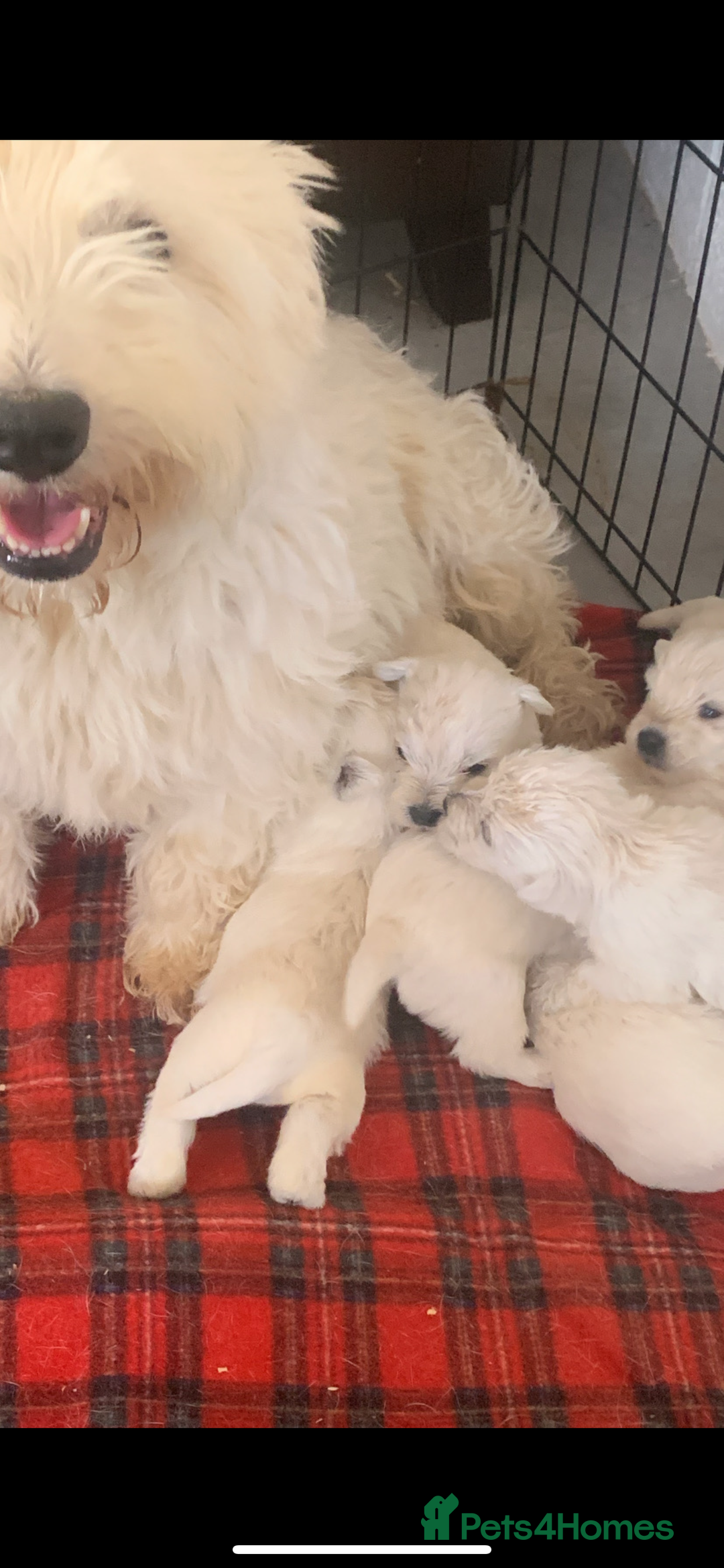 West Highland Terrier dogs for sale: Kc Westie pups  - Image 1