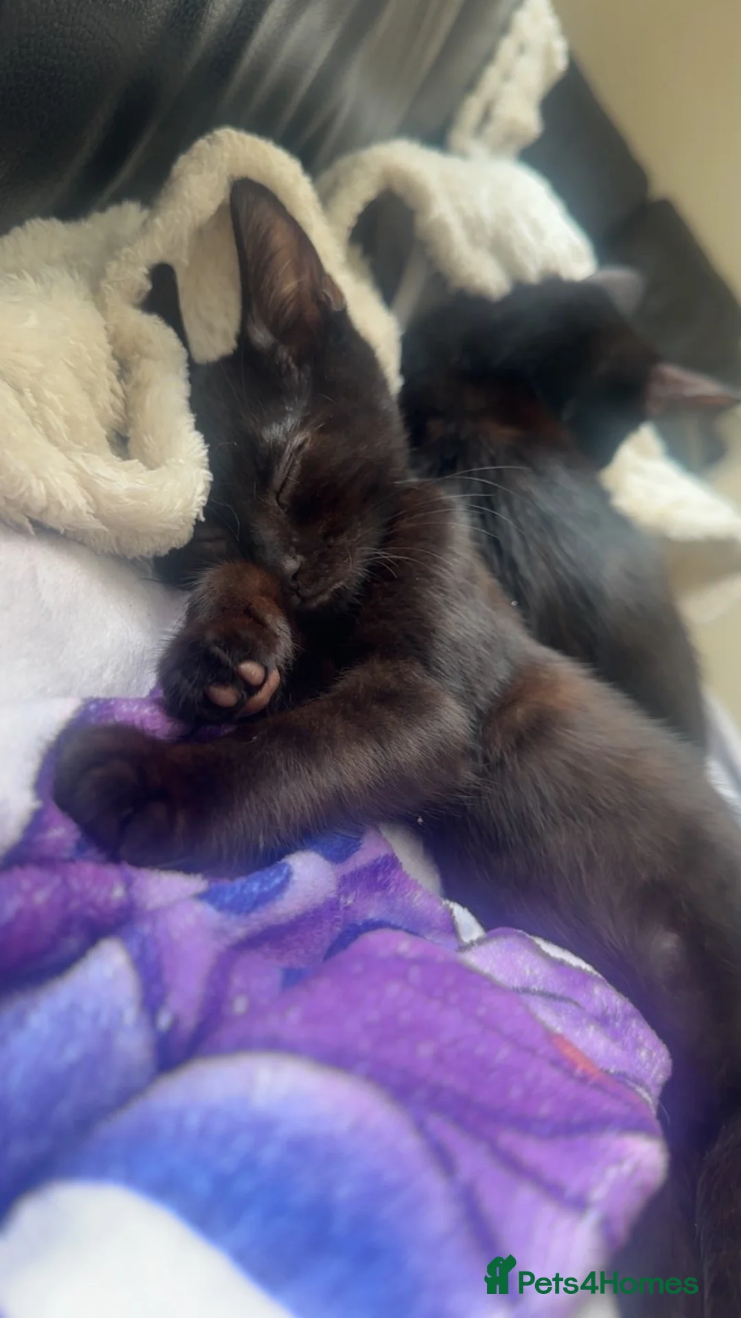 Mixed Breed cats for sale: 2 gorgeous boys urgently needing homes🏡  - Advert 12