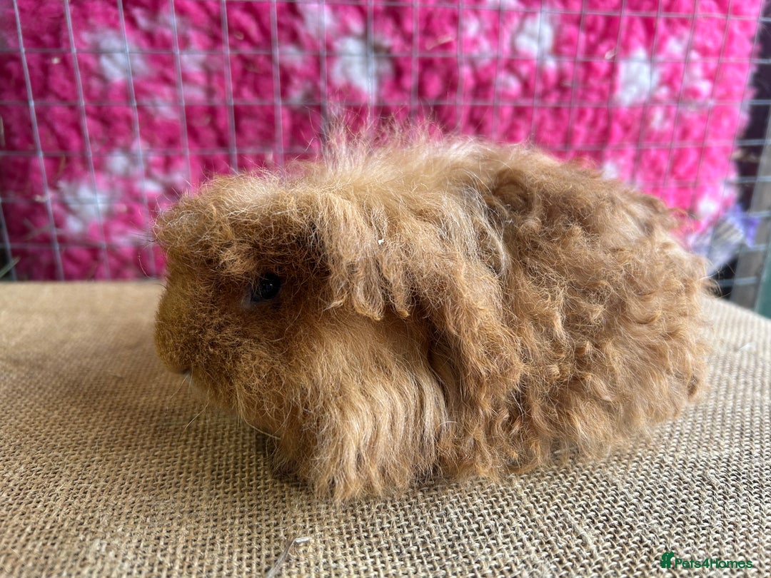 Guinea Pig rodents for sale: Guinea pigs mixed breeds - Advert 4