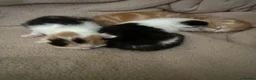 Mixed Breed cats for sale: Beautiful Kittens Looking for Their Forever Homes - Advert 8