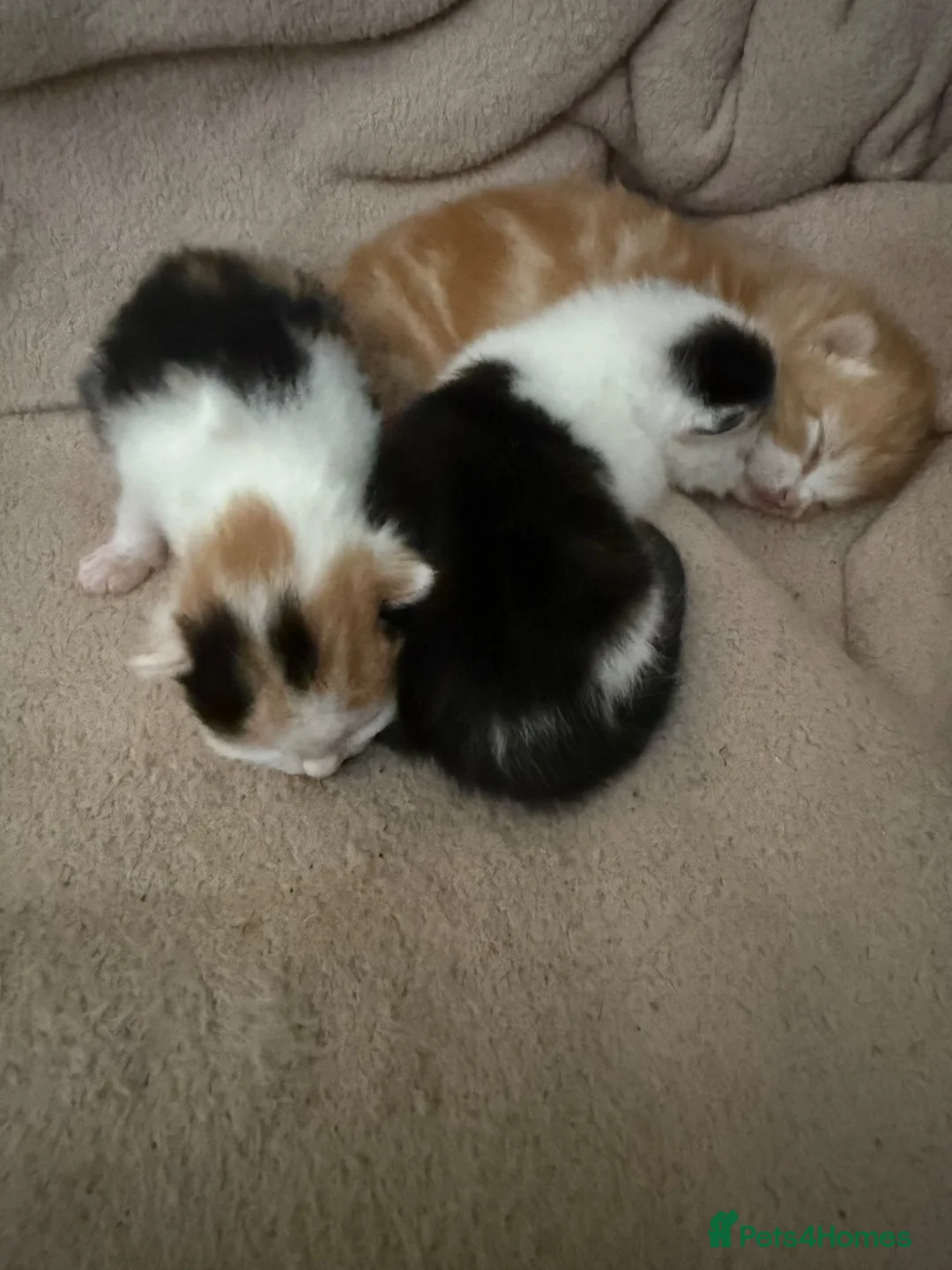 Mixed Breed cats for sale: Beautiful Kittens Looking for Their Forever Homes - Advert 8
