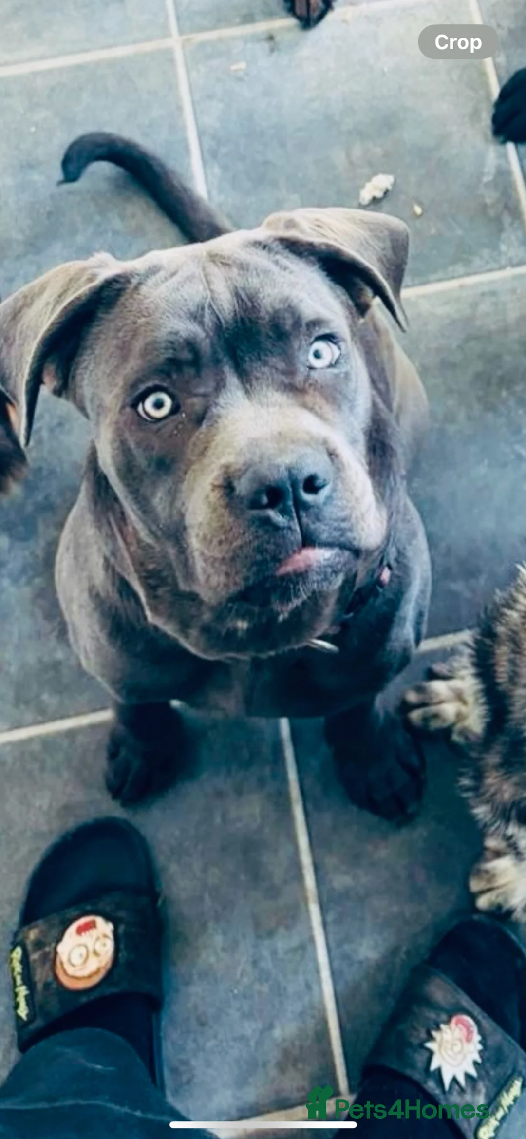 Cane Corso dogs for sale: Blue cane corso bitch - Advert 1