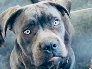 Cane Corso dogs Blue cane corso bitch - Advert 4