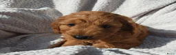 Cockapoo dogs for sale: 5 Loving cockapoos  - Advert 17
