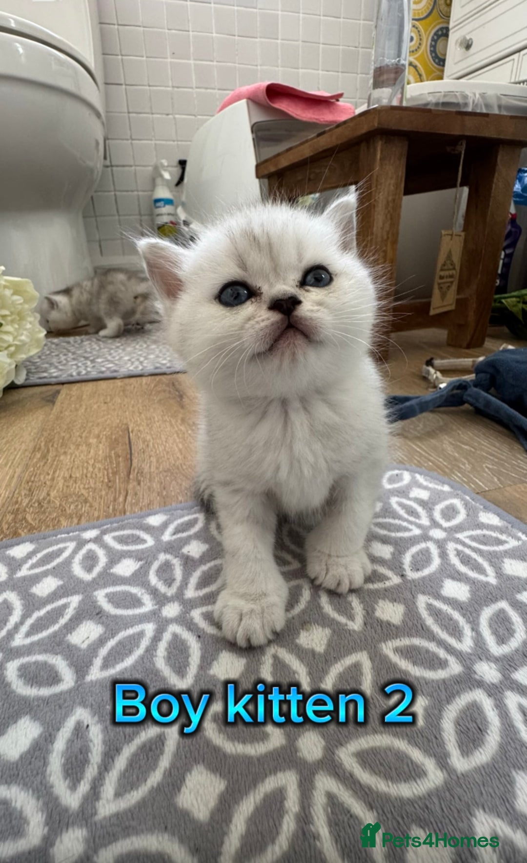 Scottish Fold cats for sale: 4 Scottish Straight Boys  - Image 4