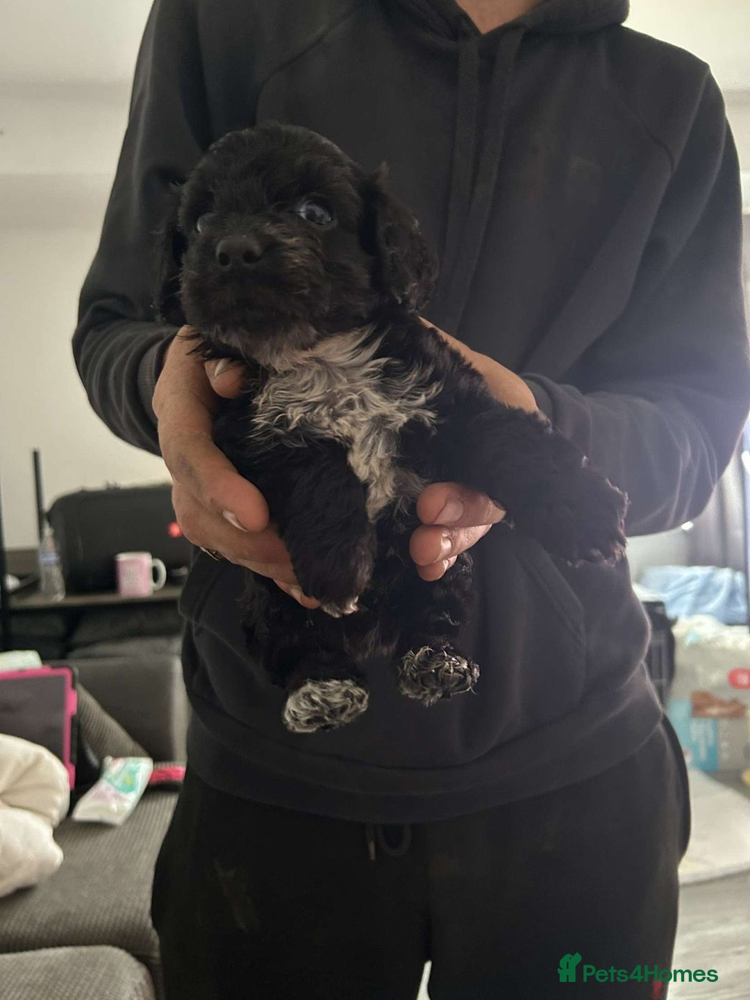 Cocker Spaniel dogs for sale: Cocker spaniel 2 male  - Image 5