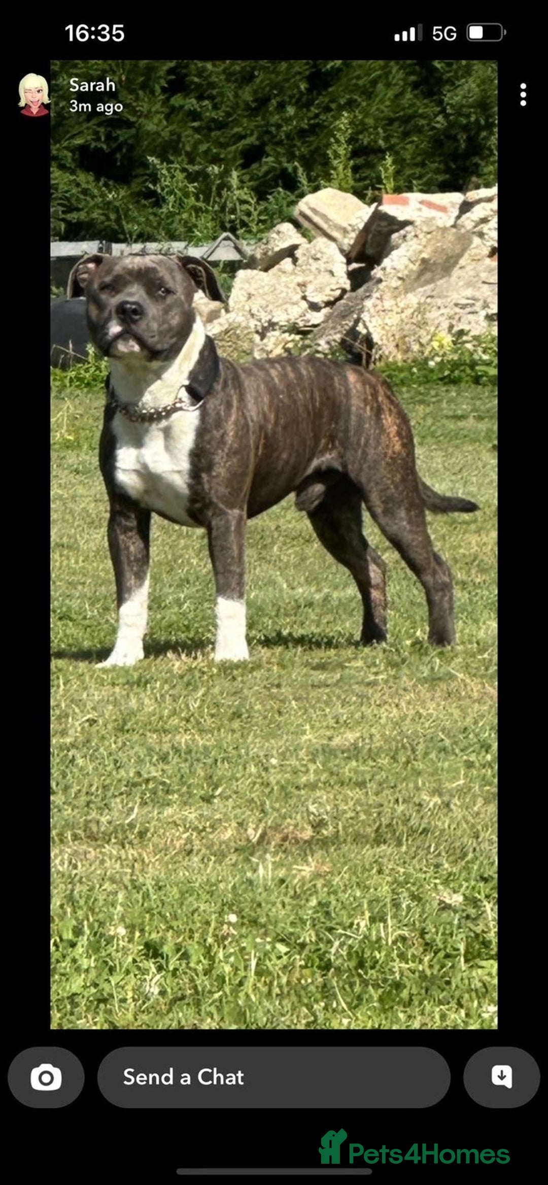 Staffordshire Bull Terrier dogs for stud: Mr roccco - Advert 10