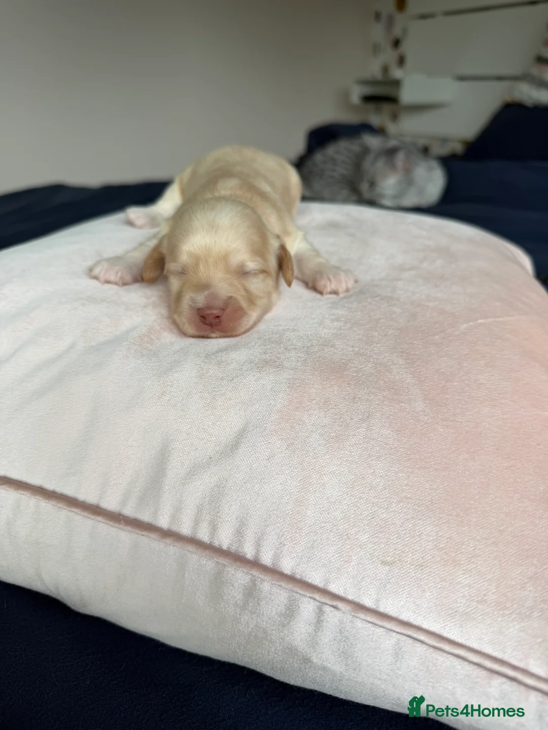 Havanese dogs for sale: KC Gold Boy, parents health tested   - Advert 1