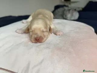 Havanese dogs KC Gold Boy, parents health tested - Advert 13