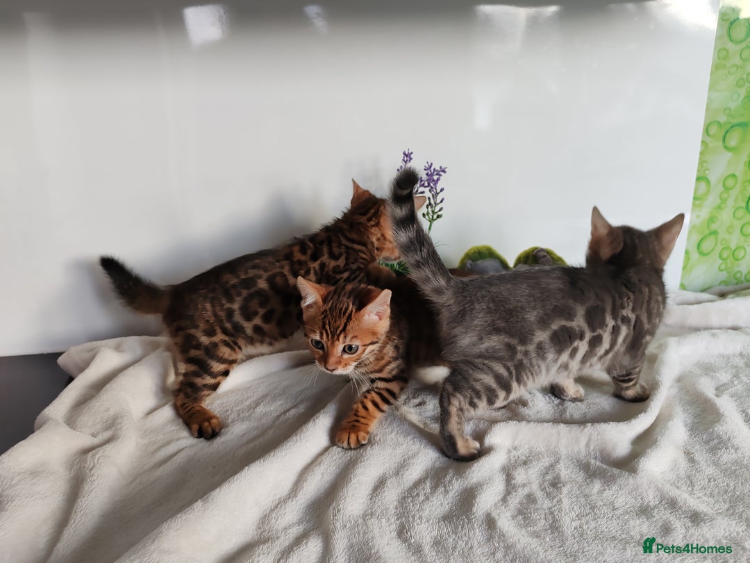 Bengal cats for sale: Bengal kittens - 2 girls and 1 boy - Advert 6