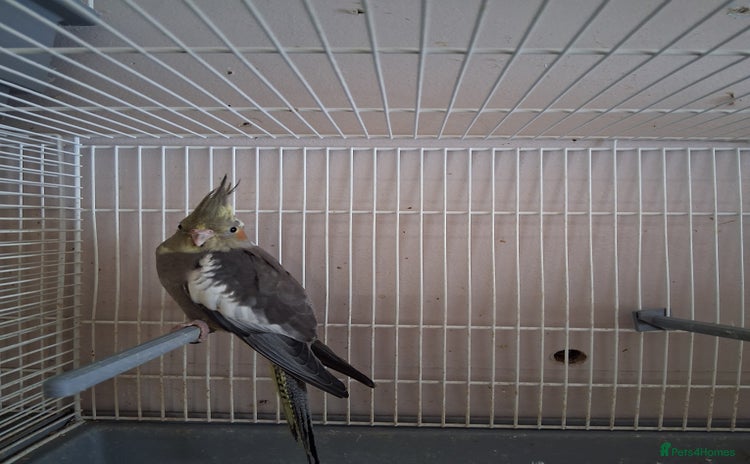 Cockatiels birds - Advert 2