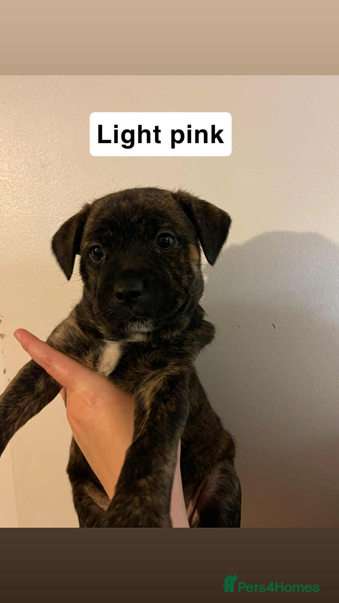 Mixed Breed dogs GORGEOUS FEMALE PUPPY LOOKING FOR FOREVER HOME! - Advert 3