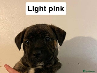 Mixed Breed dogs GORGEOUS FEMALE PUPPY LOOKING FOR FOREVER HOME! - Advert 3