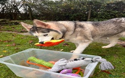 Siberian Husky dogs for adoption: Wendy - Advert 2