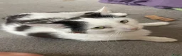 Turkish Van cats for sale: 5 gorgeous kittens ready now - Advert 2
