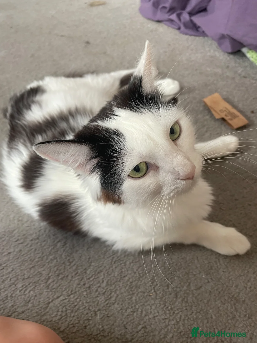 Turkish Van cats for sale: 5 gorgeous kittens ready now - Advert 2
