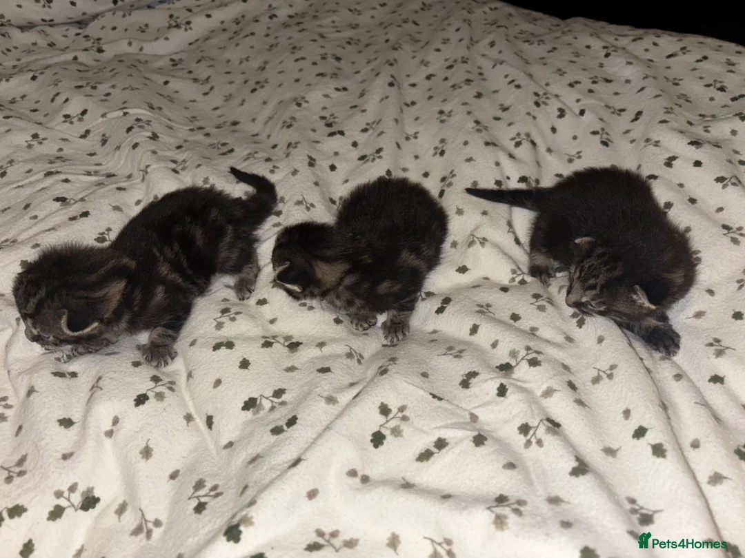 Mixed Breed cats for sale: 5 beautiful Tabby’s mixed breed  in Manchester - Advert 19
