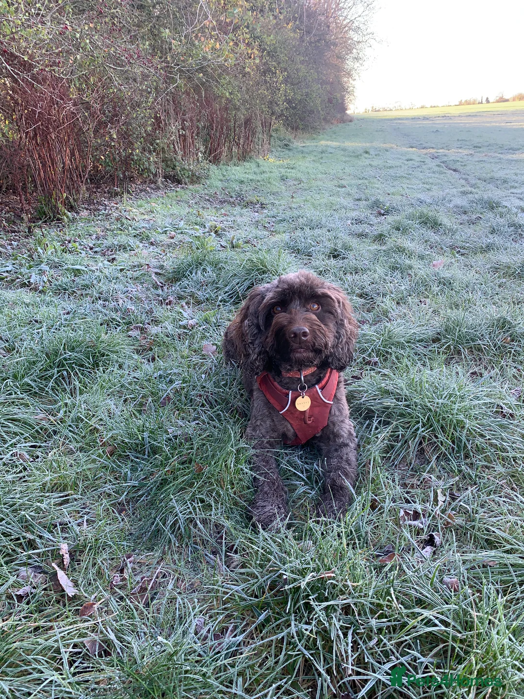Cockapoo dogs for sale: Cockapoos Due 11th February- Waiting List Open - Advert 22
