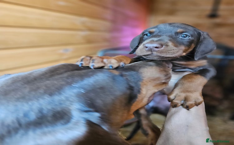 Dobermann dogs - Advert 5
