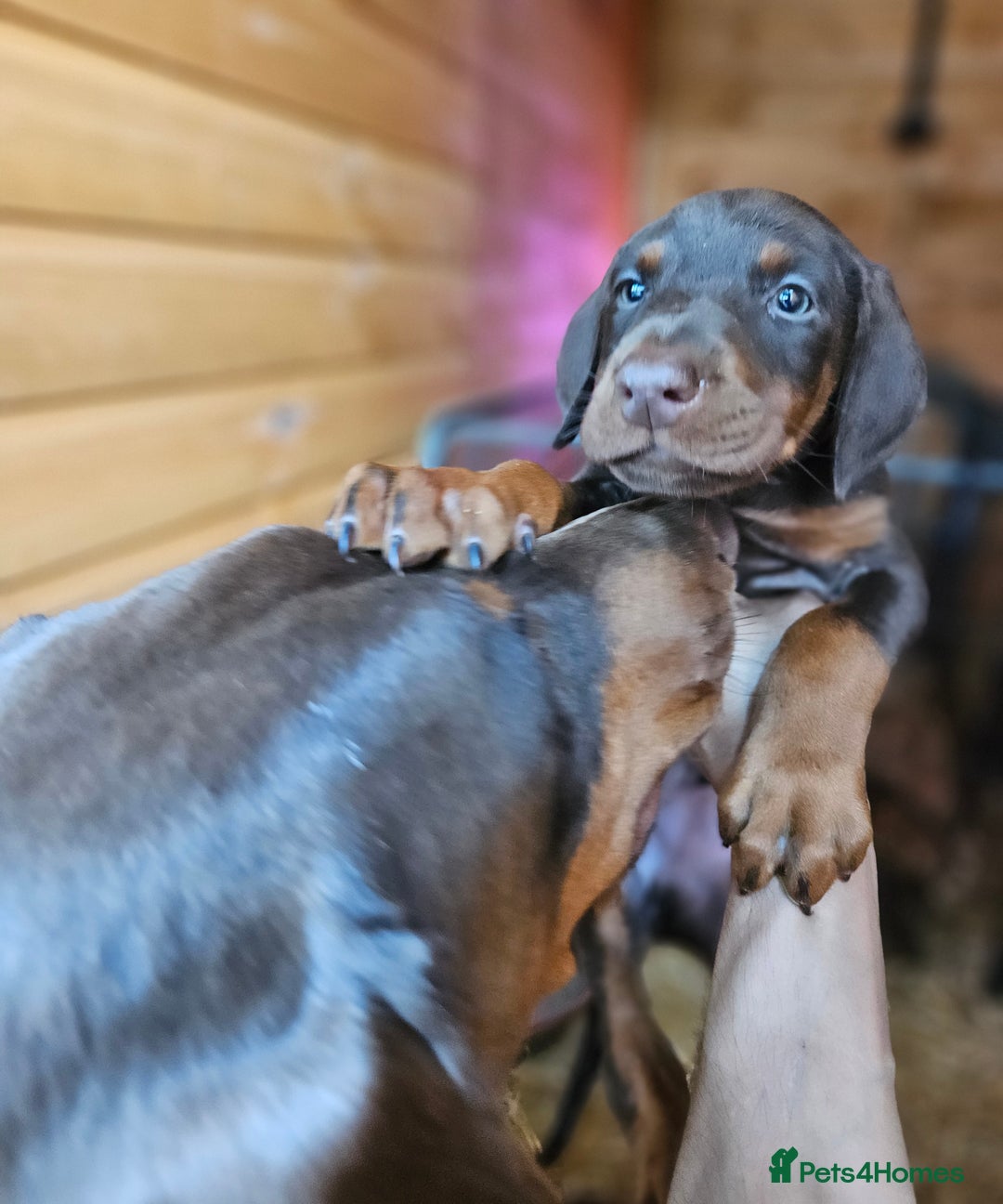 Dobermann dogs for sale: Elite Class World Champion Pedigree Pups KC'D - Image 19
