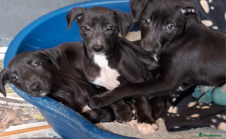 Mixed Breed dogs - Advert 5