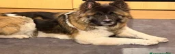 Akita dogs for sale: female american akita  in Mansfield - Advert 3