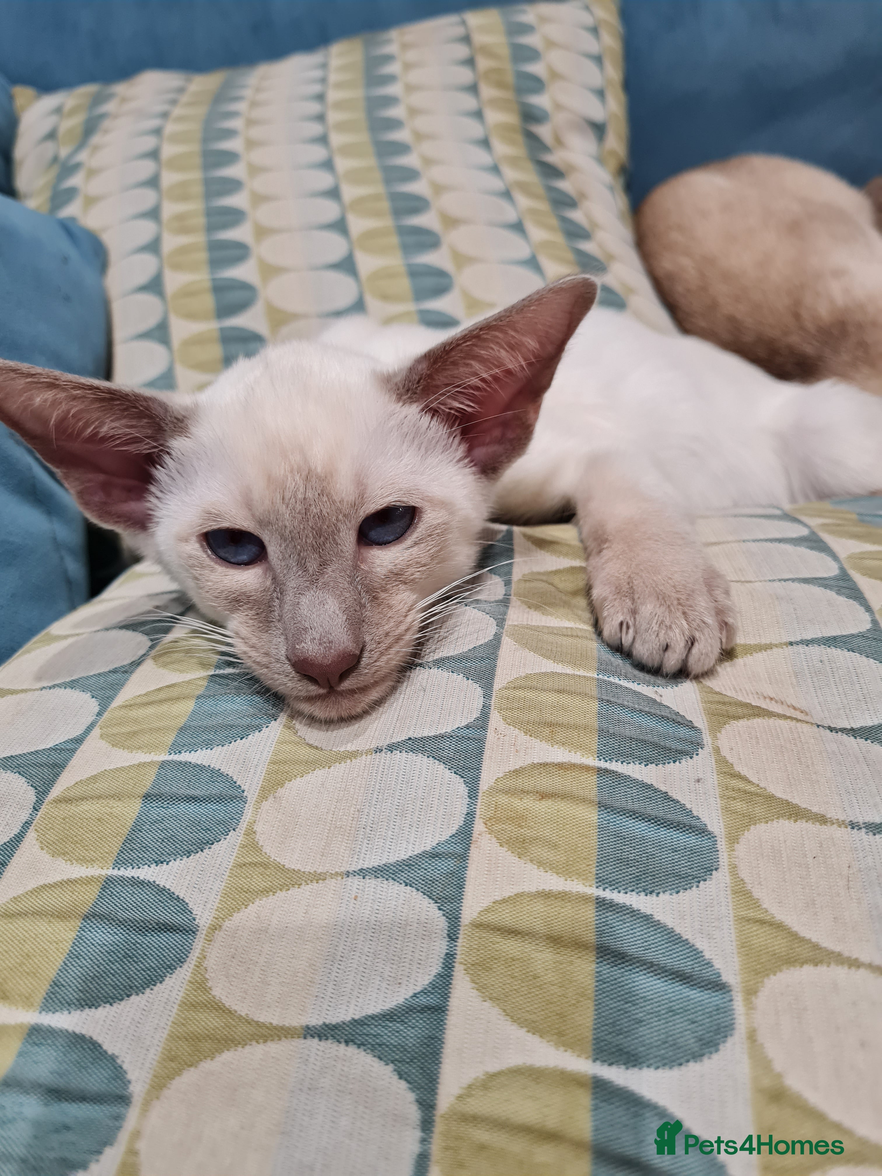 Siamese cats LAST ONE,  Gorgeous Bluepoint little boy. - Advert 7