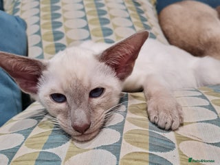 Siamese cats LAST ONE, Gorgeous Bluepoint little boy. - Advert 11