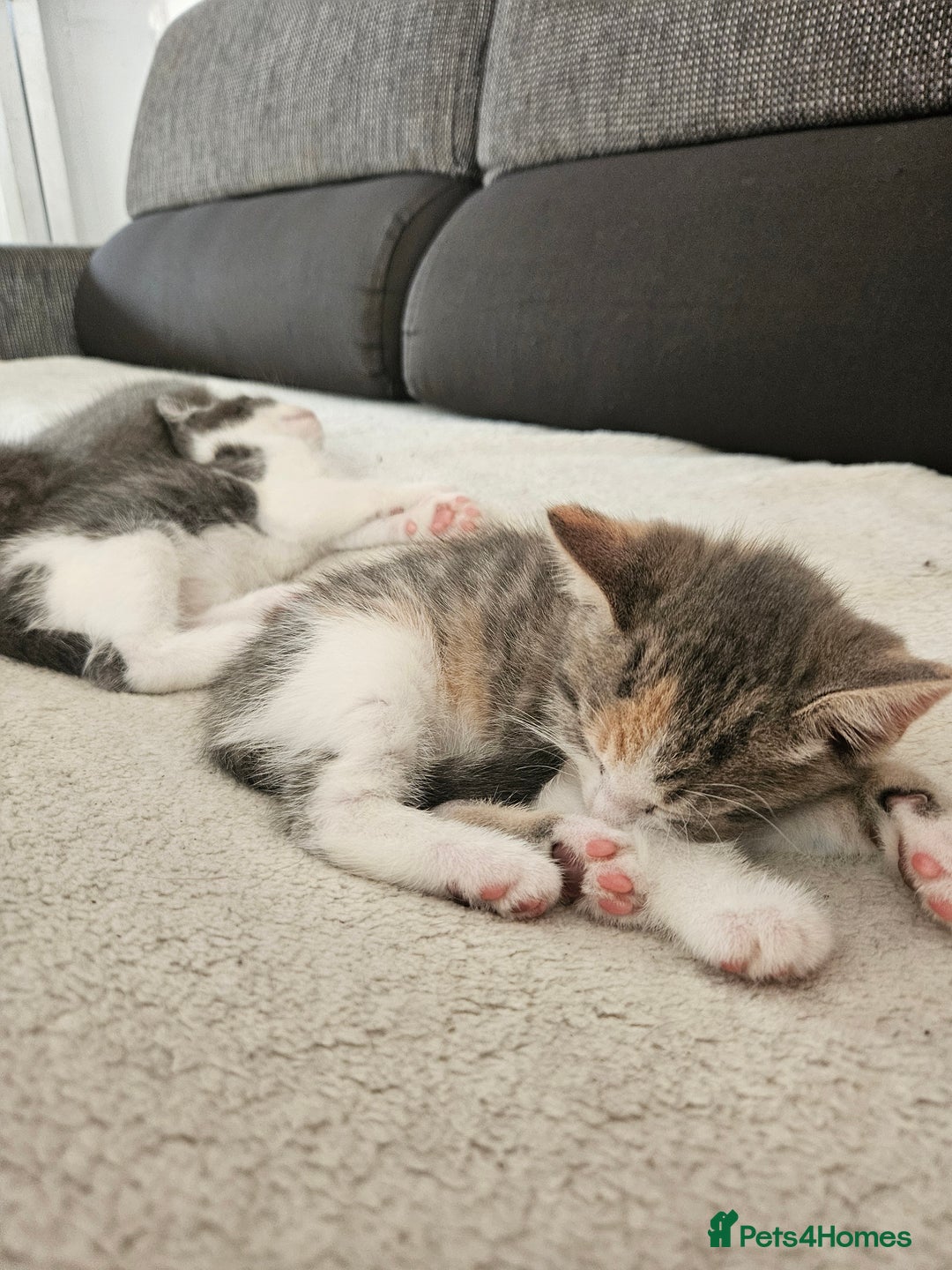 Mixed Breed cats for sale: Cute playful kittens  - Advert 4