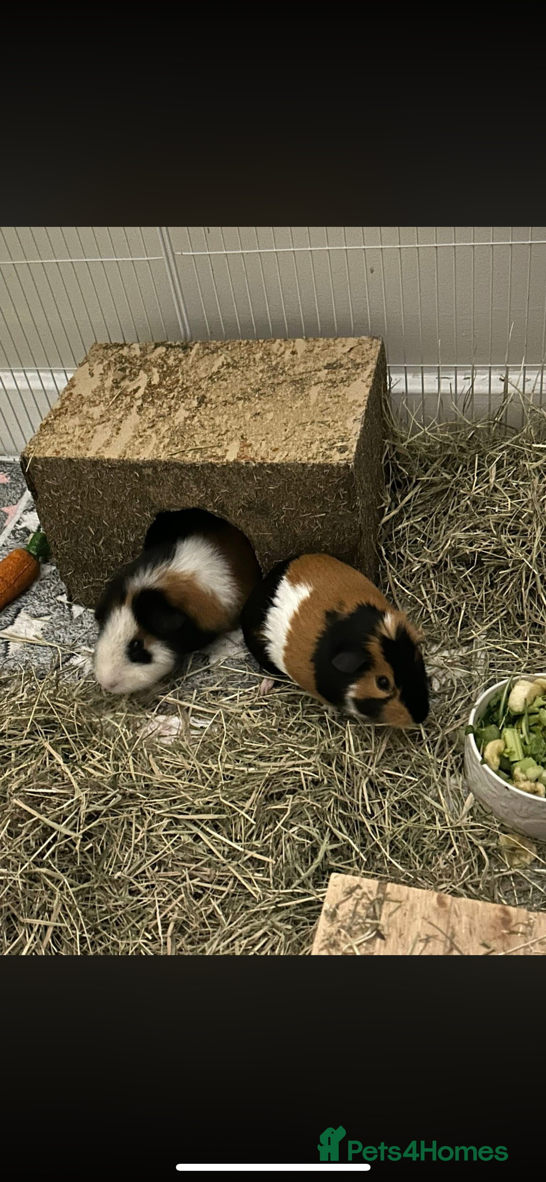 Guinea Pig rodents for sale: 2 male guinea pigs (brothers)  - Advert 4