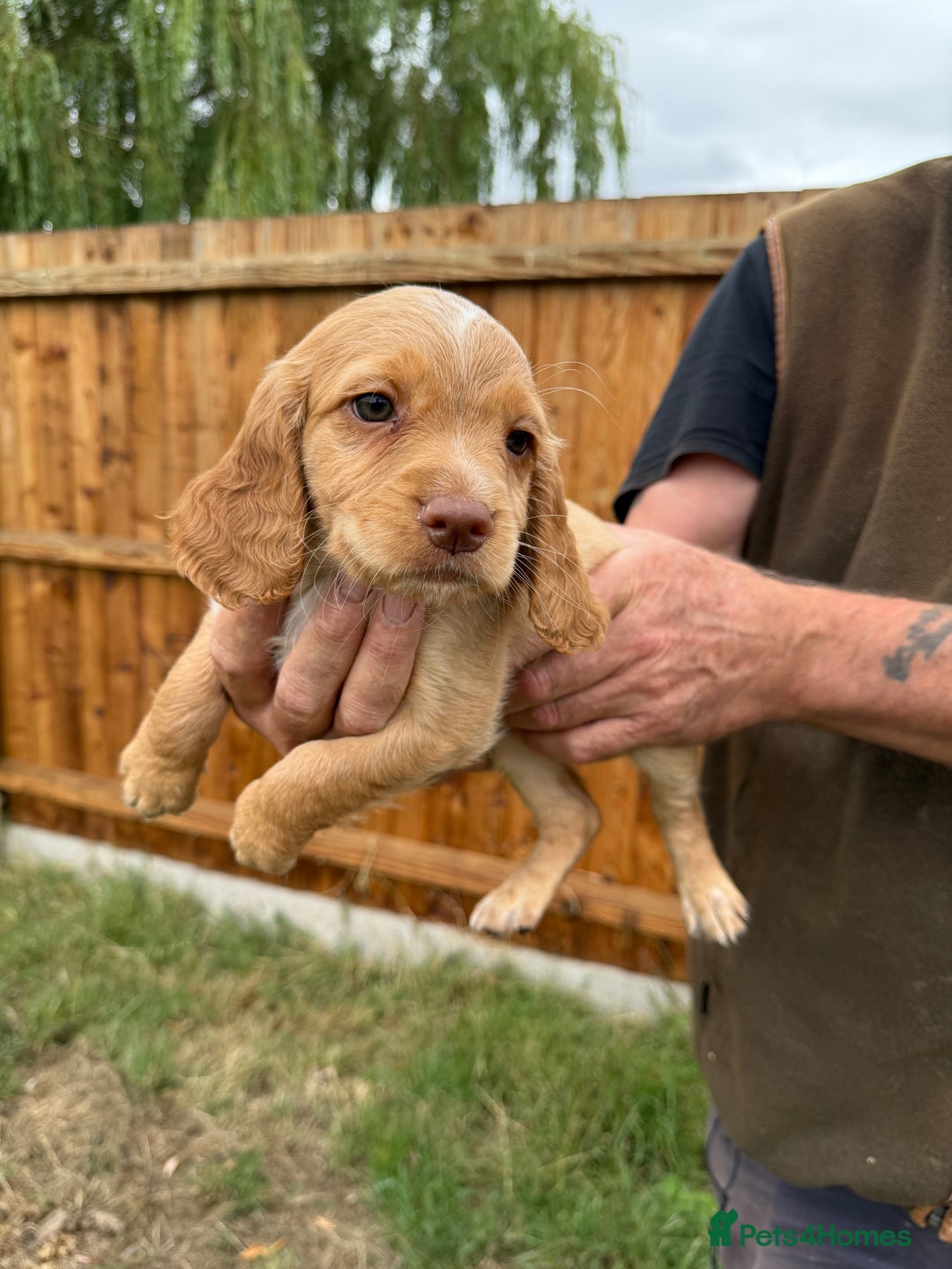 Cocker Spaniel dogs for sale: Fantastic KC REG cocker spaniel pups  - Image 6