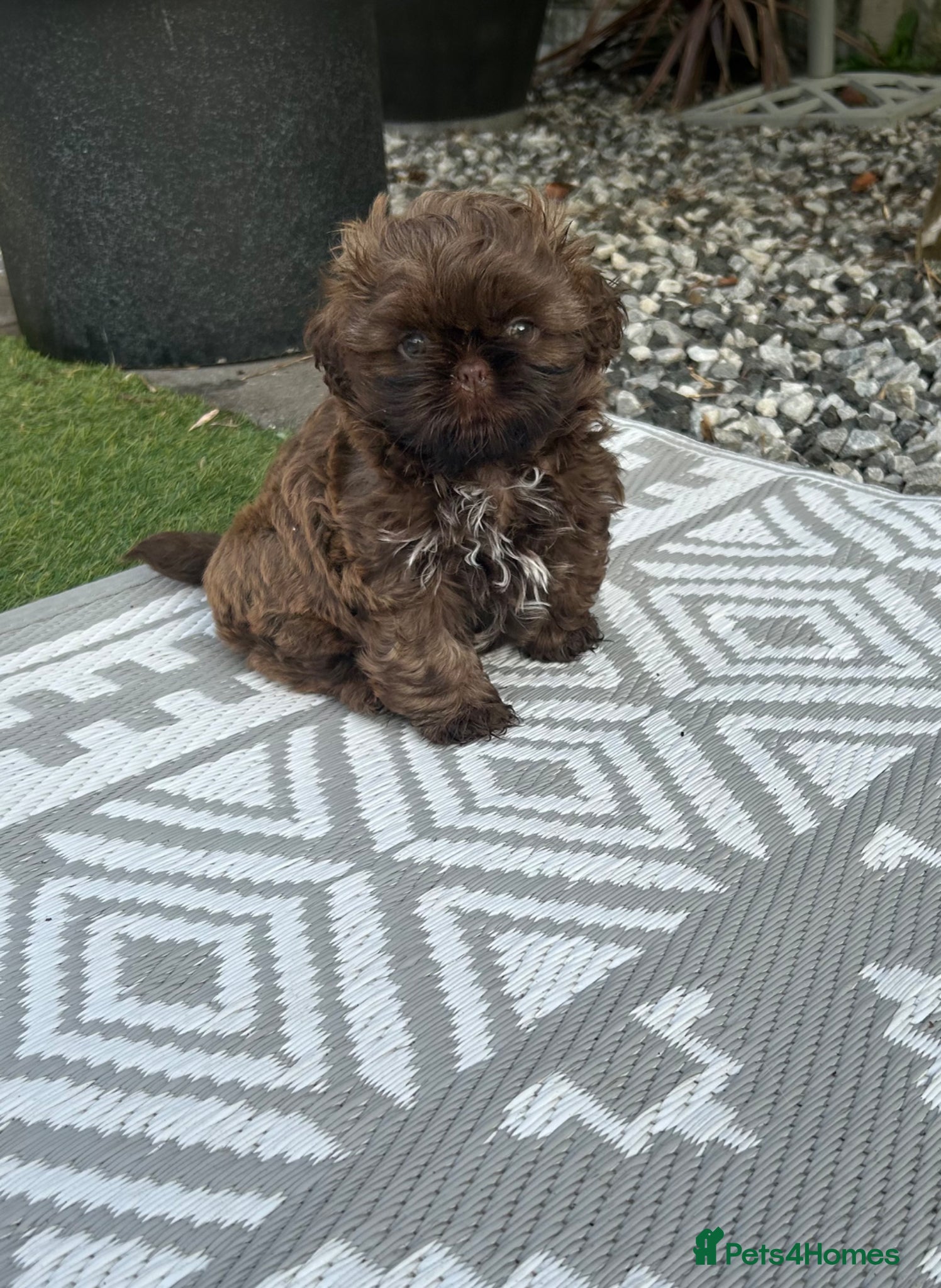 Shih Tzu dogs Beautiful KC Karashishi lines chocolate boy - Advert 4