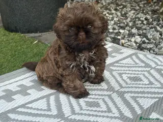 Shih Tzu dogs Beautiful KC Karashishi lines chocolate boy - Advert 6