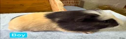 Guinea Pig rodents for sale: Guinea pigs available  - Advert 5