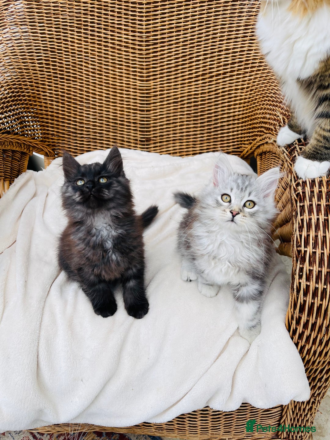 Siberian cats for sale: Fluffy, purebred, healthy Siberians come available - Advert 9