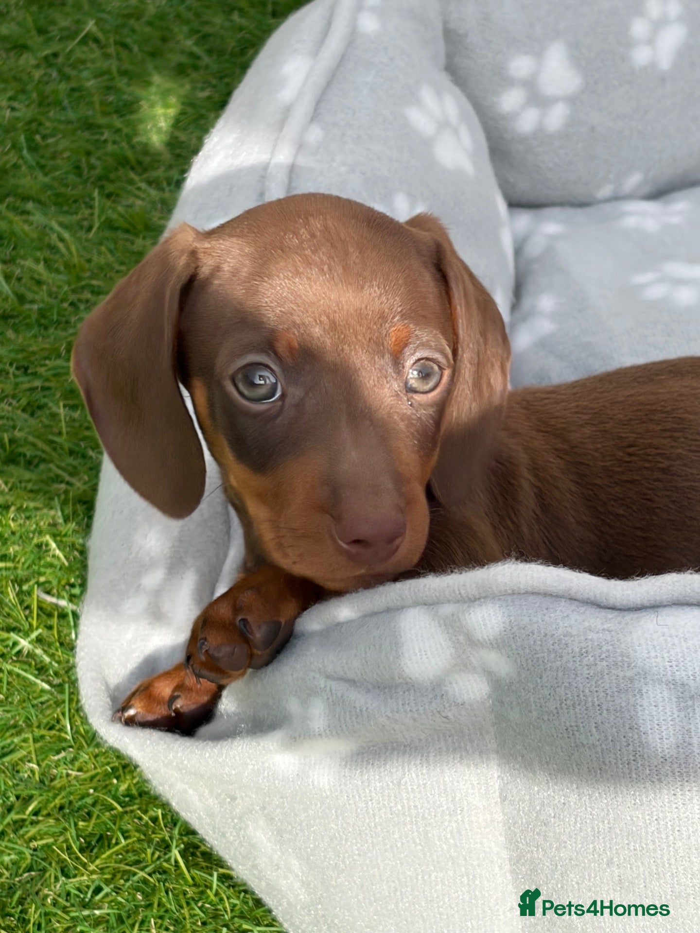 Miniature Dachshund dogs for sale: Miniature Dachshund Puppies  - Advert 21
