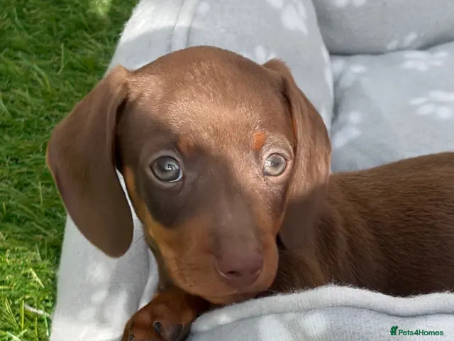 Miniature Dachshund dogs for sale: Miniature Dachshund Puppies - Advert 21