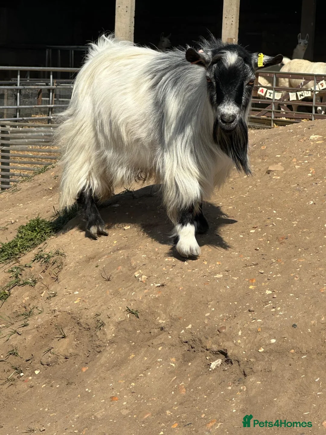 Goats livestock for sale: Super Tiny Disbudded Pygmy Billy  - Advert 1