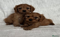 Cavapoo dogs for sale: Toy cavapoos f1  - Image 4