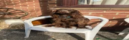Cocker Spaniel dogs for stud: Fantastic dog all round for stud - Advert 7